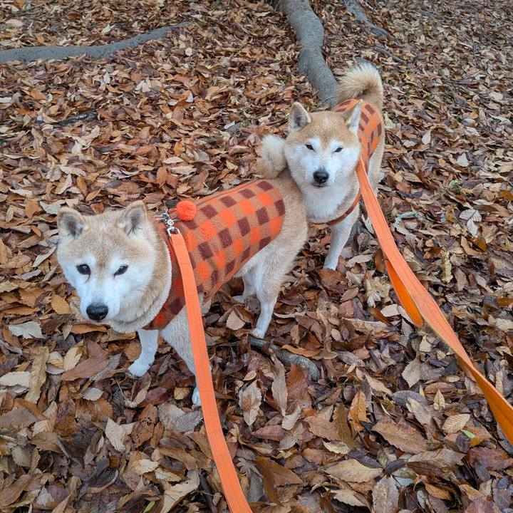 08cafad7 8e2f 4665 a201 a7db354899e4 1766804613806