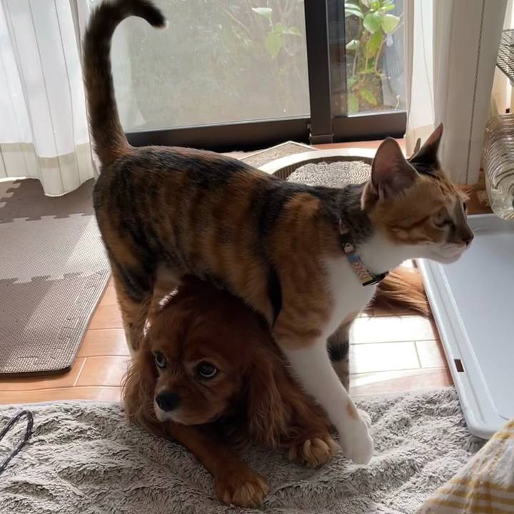 08cbe0a6 dad0 4147 aef9 d8c7d2c0be15 1668918020929