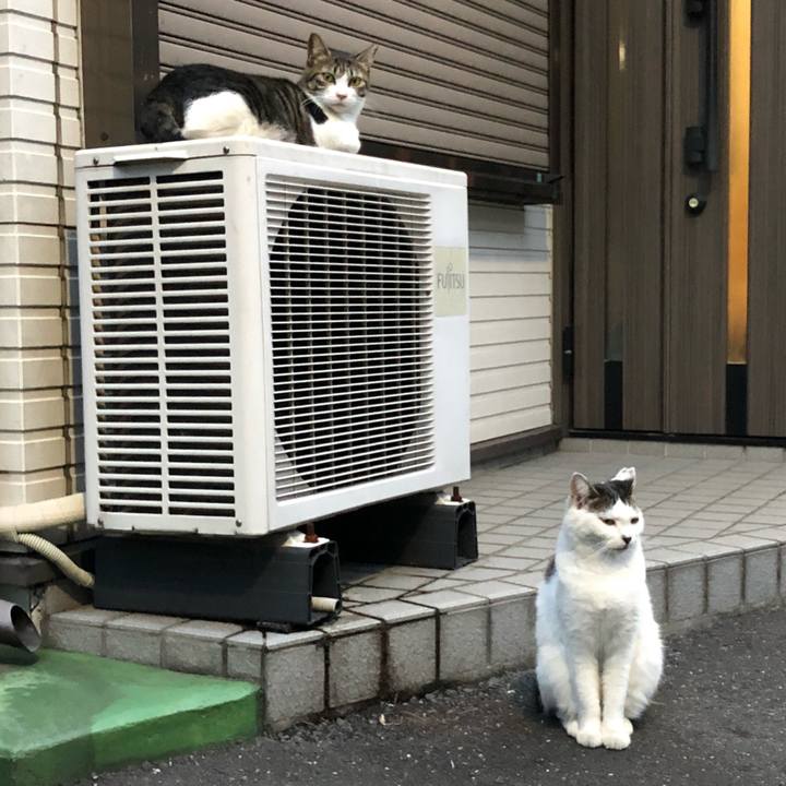 08cc863c cf04 49ff a4b7 b4c4d44b6020 1536239708849