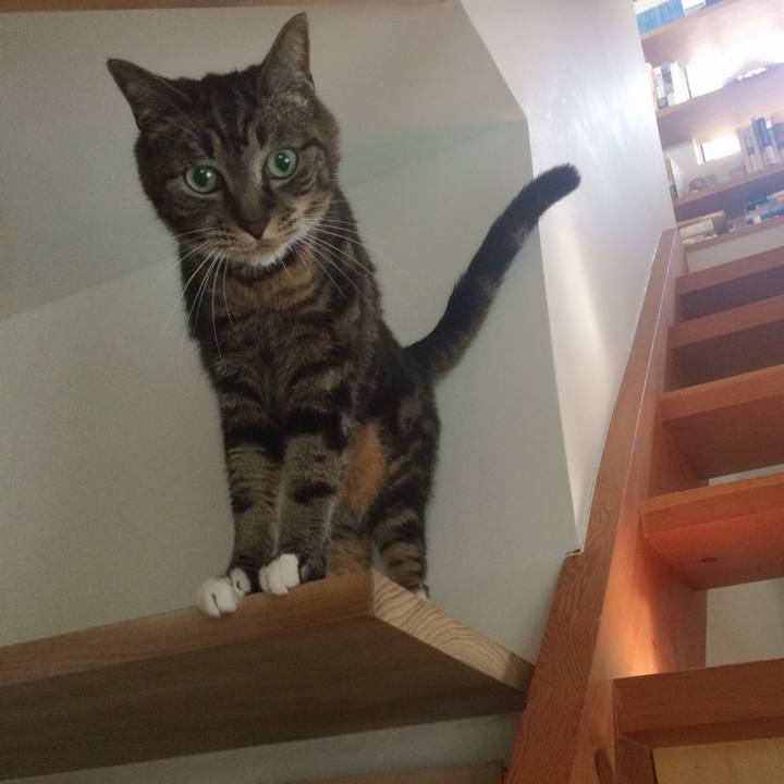 08cfdcac 5e87 4c86 8aa9 6d96c033a717 1532995497987