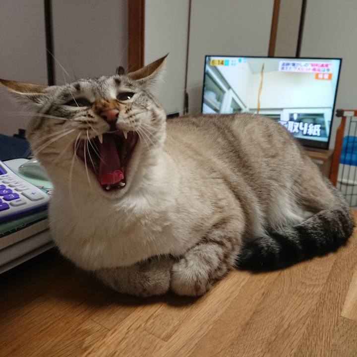 08d265c1 4239 46ba bb42 415b296638f3 1520241359696