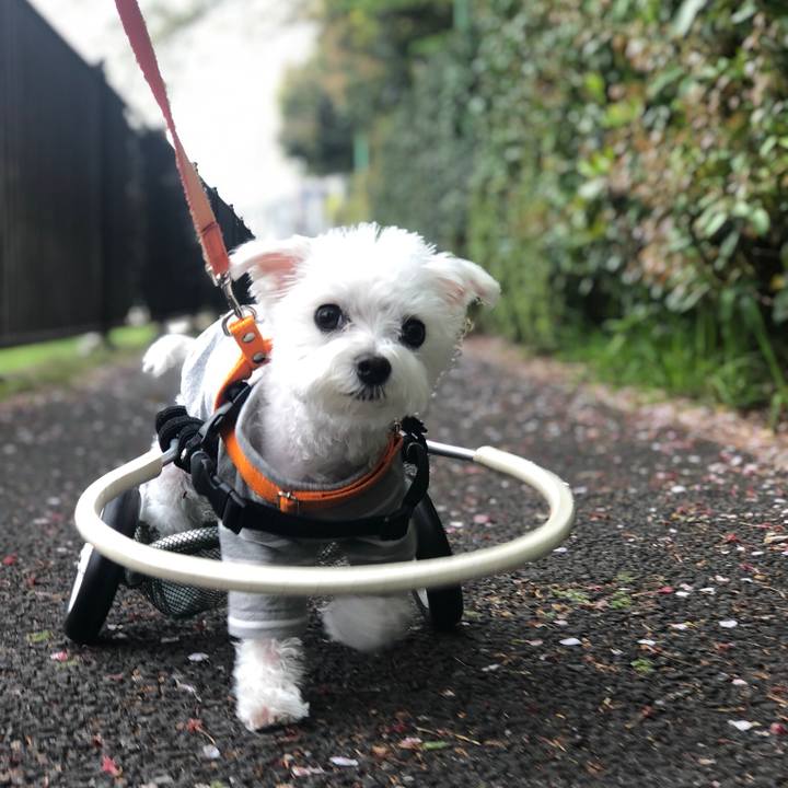 08d2cdb8 efe0 4ac2 a2c7 51d4d3a21a00 1555489163535