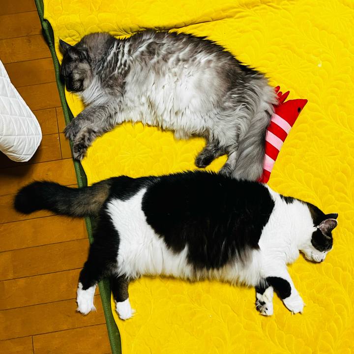 08d404e8 1d3d 4518 baa8 64442609cba5 1738721808923