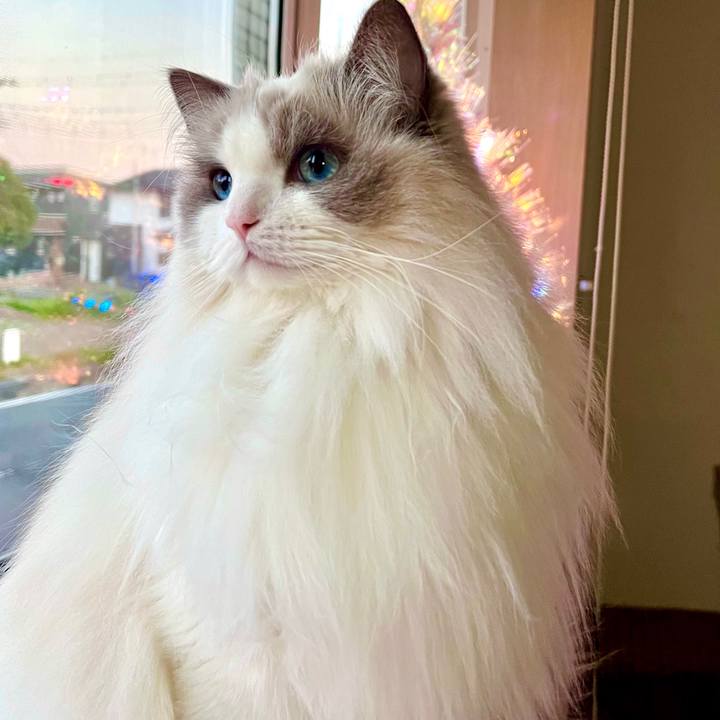 08d56f1e 83c3 4ae1 8e6e 4784c3ebd8c8 1670750930720