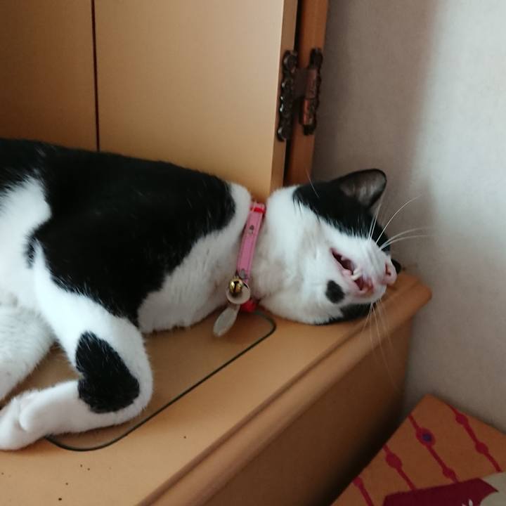 08d5ae18 741c 4907 9332 2ca2fa7f65c6 1597462109698