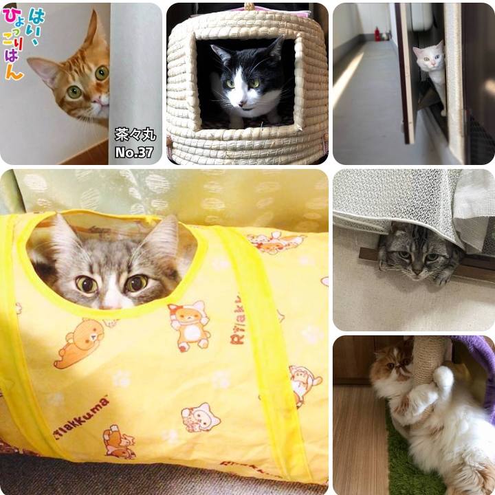 08d7338d 522d 4d43 ba62 92291abb90d6 1526961158165