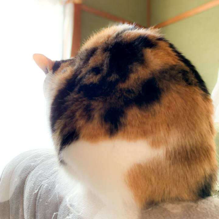 08d757ea 2271 4349 82cb e6b8a74f07cd 1589161061350