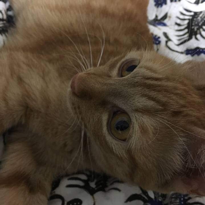 08d7cd78 e918 4433 815a f333c637ddd5 1542689889134