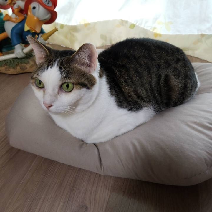 08d831ad c725 4cb5 8e5b 5dd8f50d4c8a 1590096566626