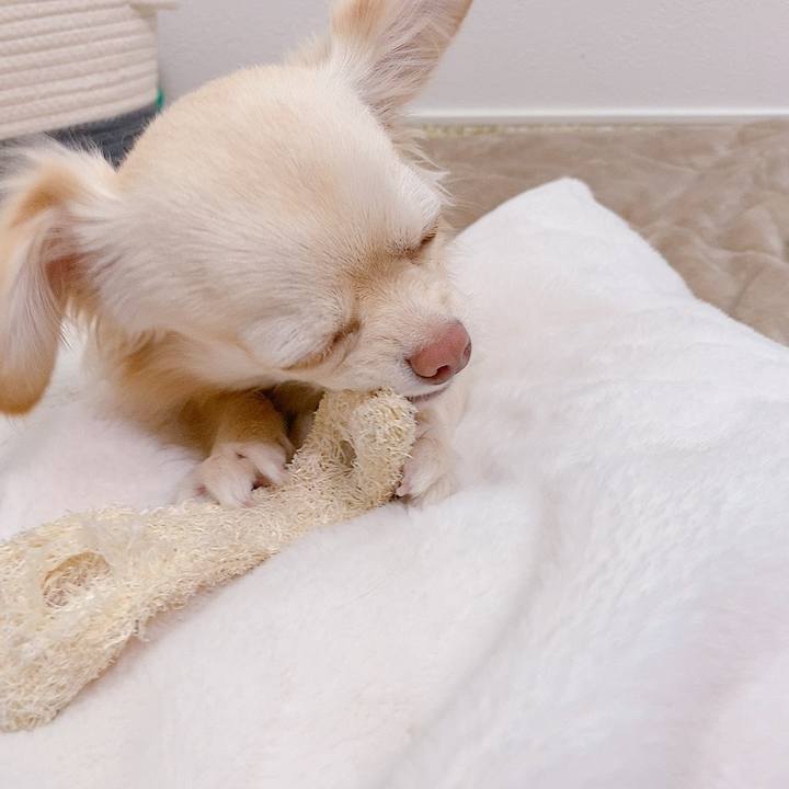 08dc4328 423d 4575 9527 259c6ed915c9 1615803474177