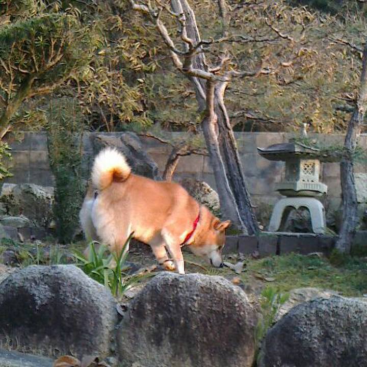 08dc5a06 9155 44e2 b07e bff207c03d30 1513507885692