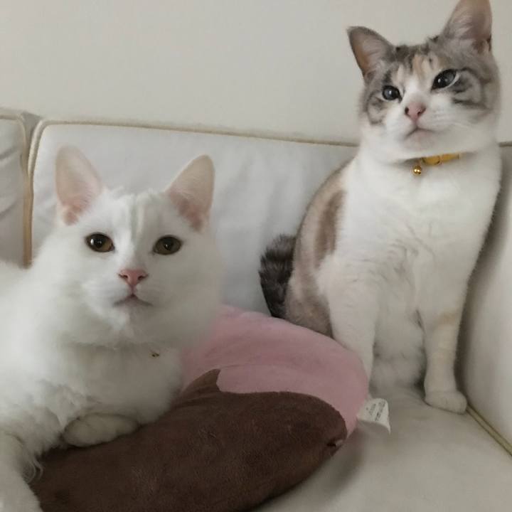 08dd7982 a8fa 44cc 969a f0cbb6565849 1519686833775