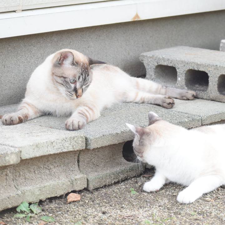 08df96fe 6f1b 4ff1 809c f2518a288d73 1533284752625