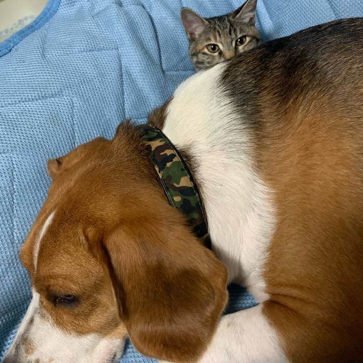 08e12adf e254 4c46 a349 4fae46b77285 1597150421200