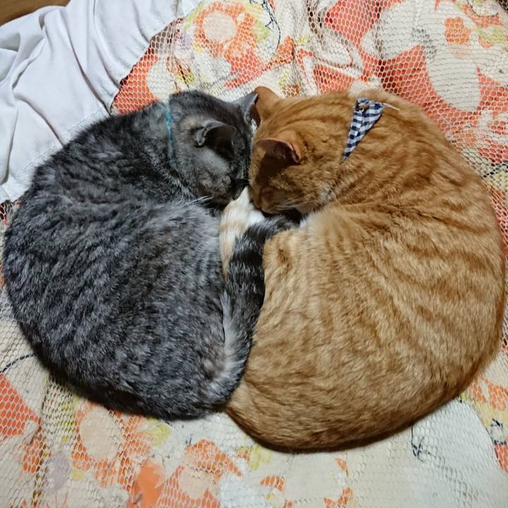 08e14eb7 0f36 4c2a a943 ad8f6a76f838 1574170008032