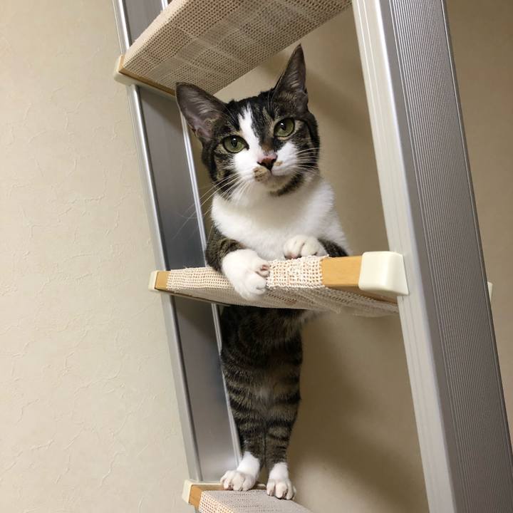 08e23caa c63e 4bf4 838e 58c51e39d684 1586325940044