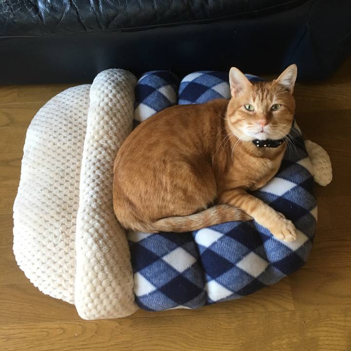 08e6497f ea4f 446f bc98 ed9325926fd5 1541200087165