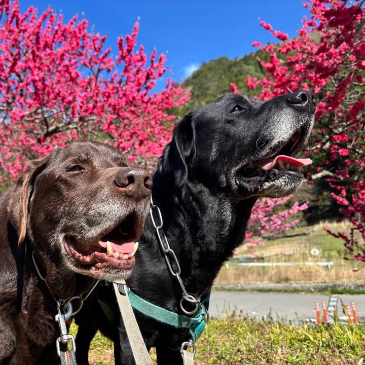 08e77e1a 5b85 4733 ba4f 673e66229187 1777080785944