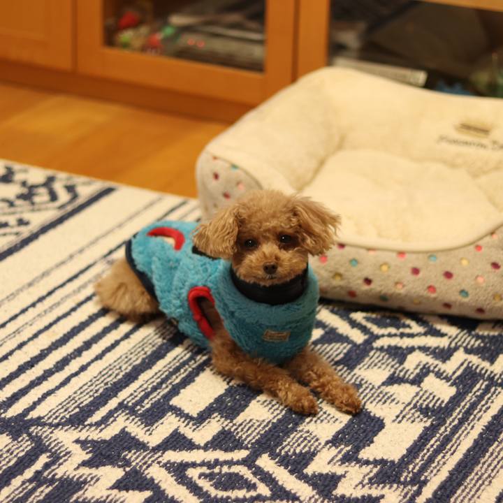 08e7f2a2 bfee 463c a2f1 a2634340007d 1545828490112