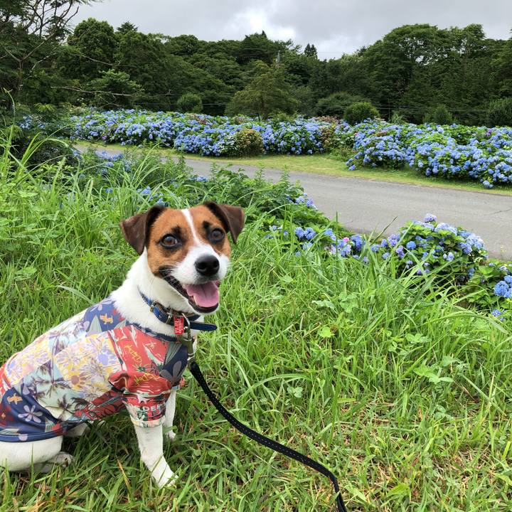 08e9df4d 8135 4471 86f5 2647fed6025a 1596001247499