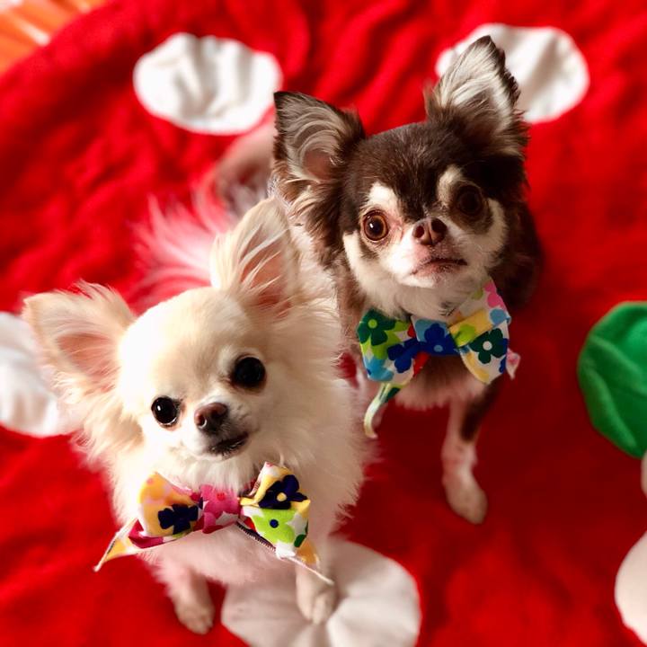 08eaaf5a c9bb 4c2e 9d3d 9739fa58d362 1541895122729