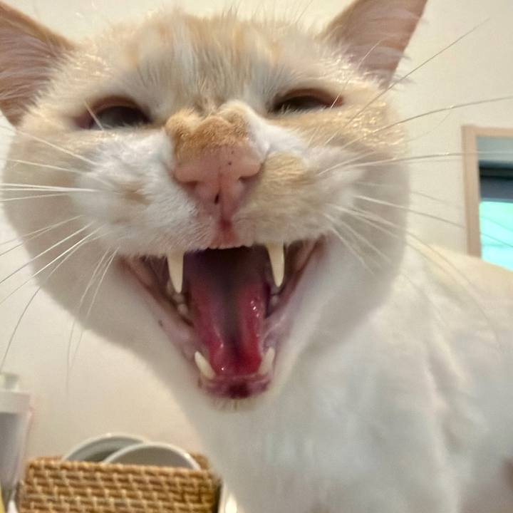 08eacd6e 2f43 493b b31e 01bdfa2c4e37 1777271407277