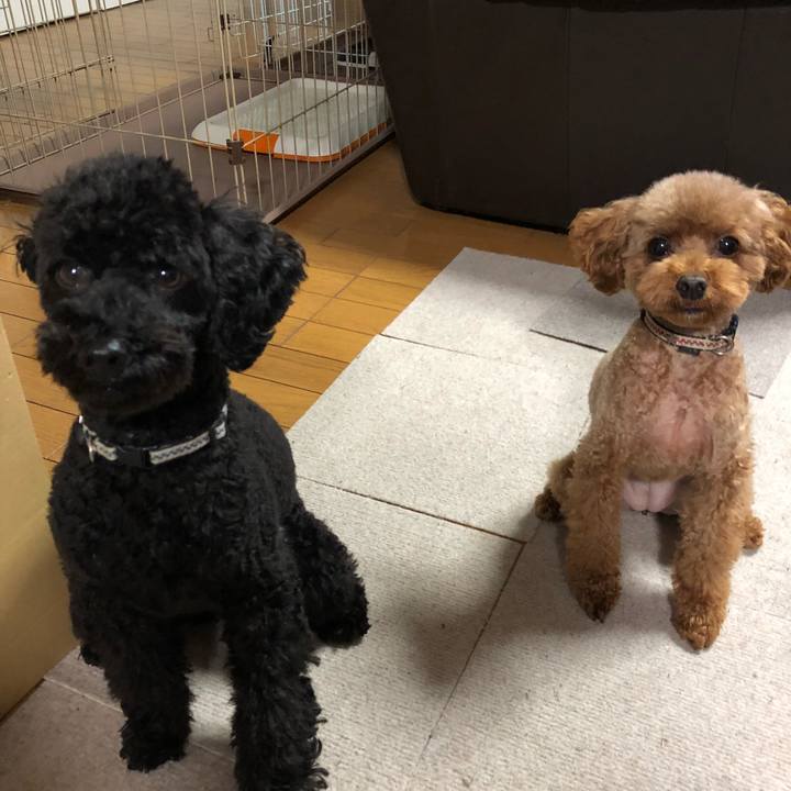 08f5dcc6 5964 4d14 bc0a 214663fea346 1543097875488