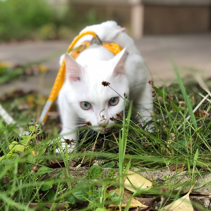 08ff4bec f51d 441a 9509 d1de00280593 1558269163330