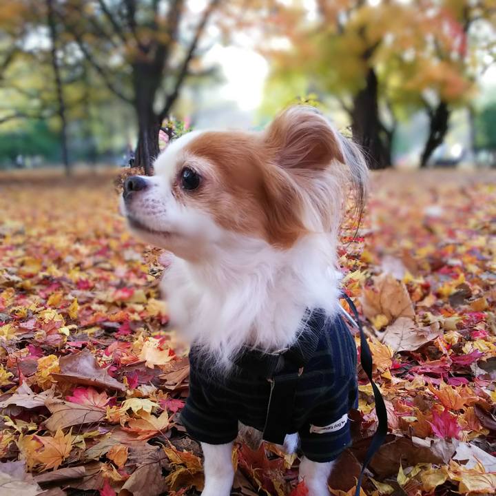 08ff9ab1 7e23 446c be2c 4a1ebd364c06 1508925254185