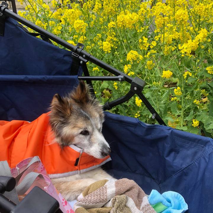 09007c33 b966 4f9d 8f73 bcbddc7b525b 1554013841140