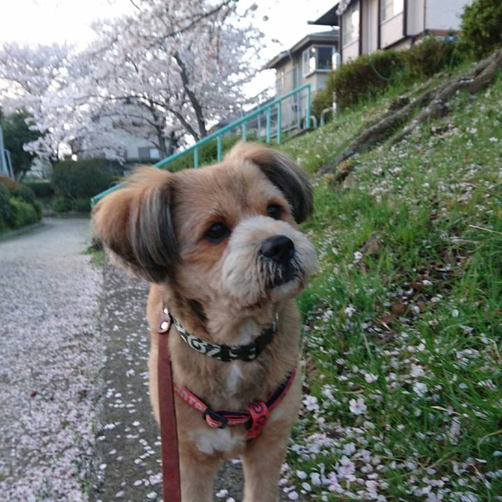 0902c7e6 e9ae 4009 be5a 6e527dd5cd44 1522620311568