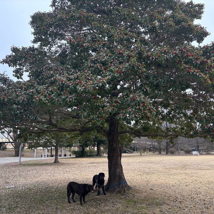 09041de8 a74b 4300 b22c 955b540c1436 1770462530167