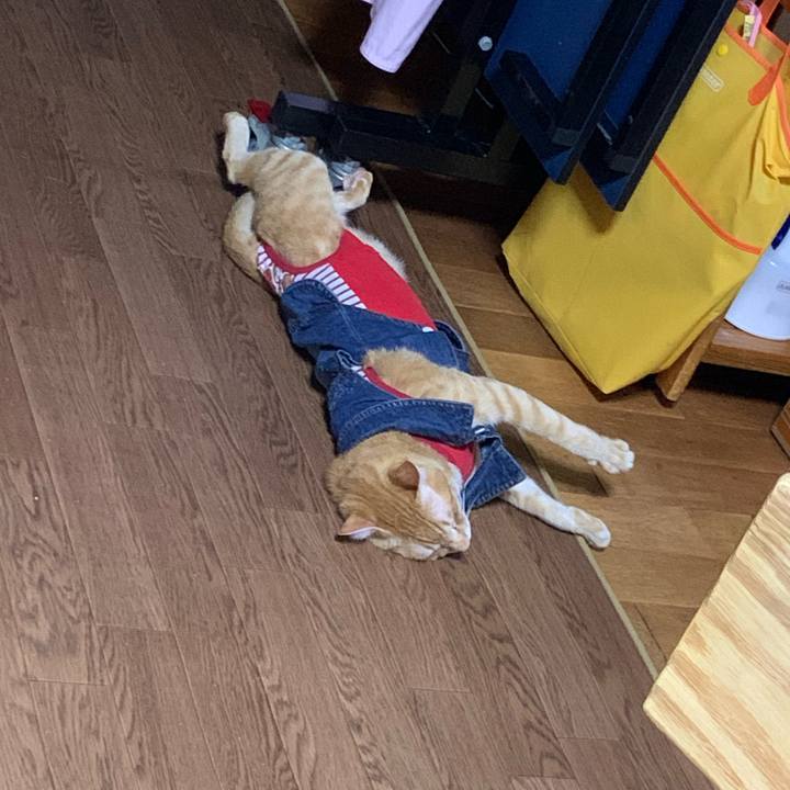 090b03be c644 415e 9232 c985c73531b5 1623759304859