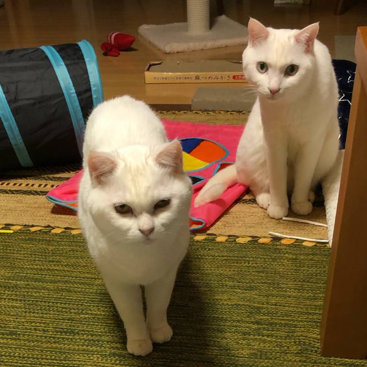 090cbf4b 714c 4174 8a74 2a72792542f0 1548667334814