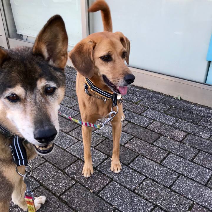 090d1e0b 025d 4413 8a3a dd8d8c9e732b 1538459998486