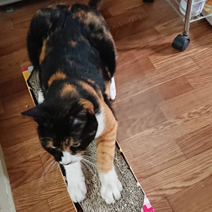 0916068c df82 45f9 882c f43ce4ed6685 1532476553552