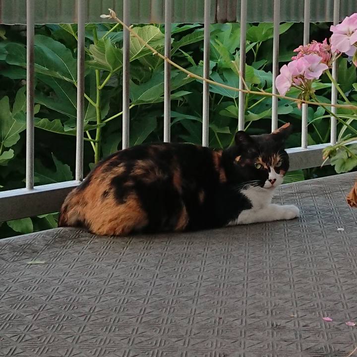 09165d15 a2b6 43cc 87cc 4554bd355200 1531387678048