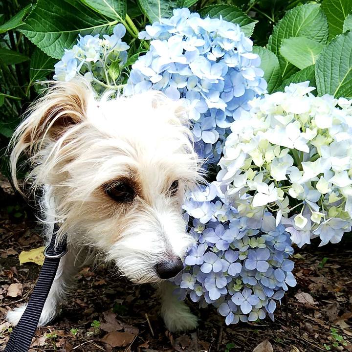 0917d2ed 51c7 4de2 93fb af5389e72c68 1560662093623