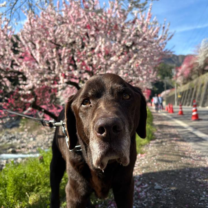 09181e70 e4d3 4a07 9a5b f5c6ff40982a 1776945187658