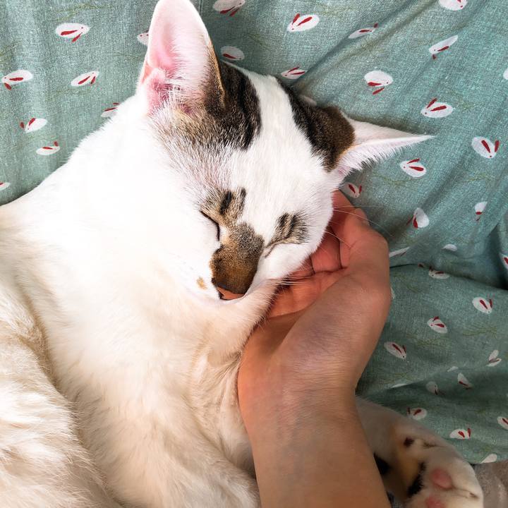 09193468 912c 477d ab9e f389ab5ddece 1519873661423