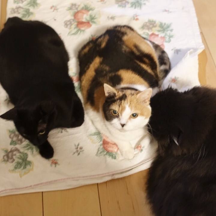 0923cf02 1e8a 4a94 9cd5 7ddee338d26f 1553615477249