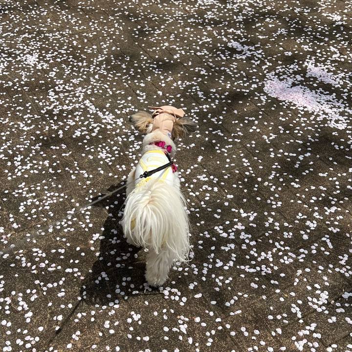 09283f88 e51e 48c4 a64d 41d9c441bc11 1649316135760