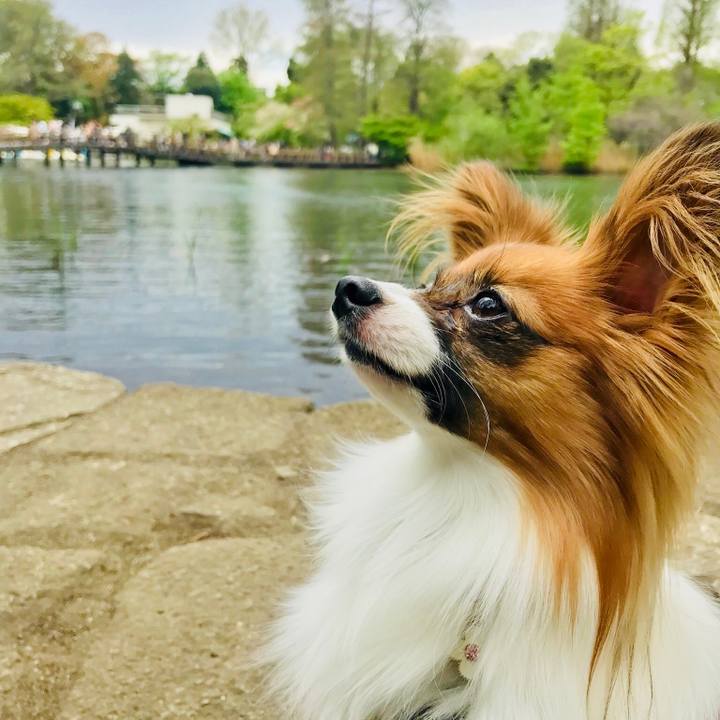 092e5ecd 54d2 424e bca6 1c753ec8f9f1 1523076241632