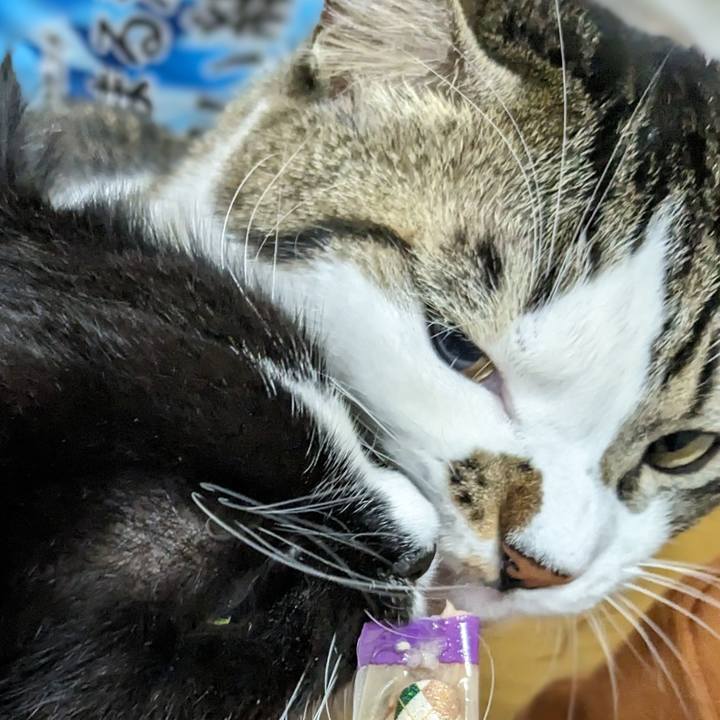 092f68d6 6794 46d5 98f4 b89ec493b01b 1699445193852