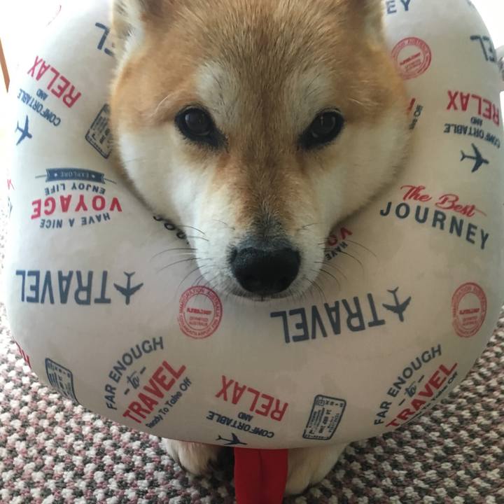 092fb54a cc96 4f81 b7cc 269e5b1f7833 1590810292771