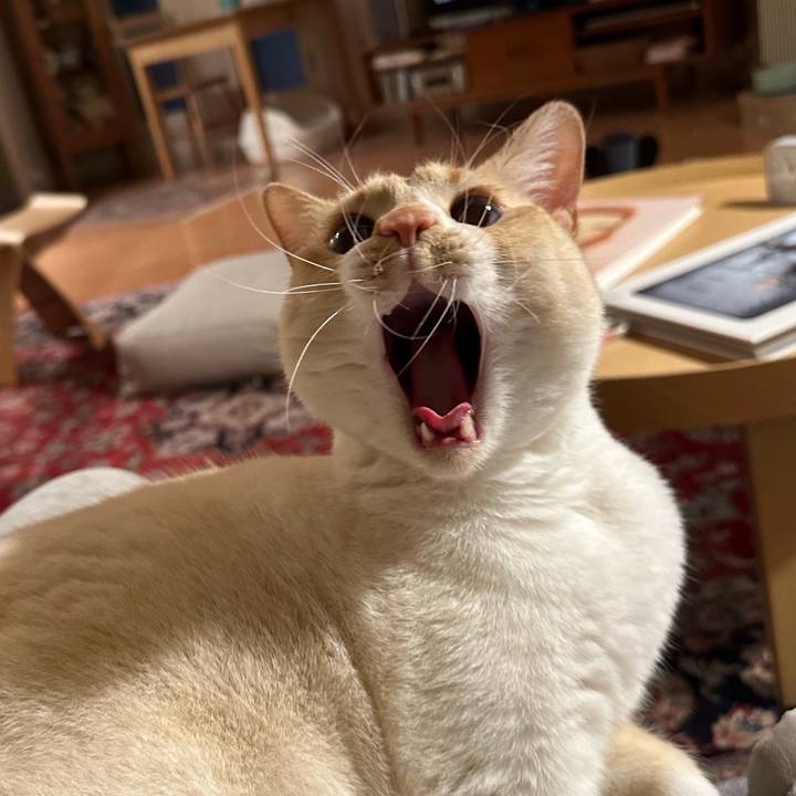 0936a1e5 f033 4e13 91d1 0fa0f77d443c 1773497214271