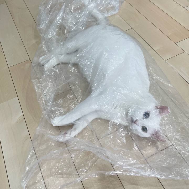 0939a62a 3a7a 4221 b793 7905e64899b3 1762050995292