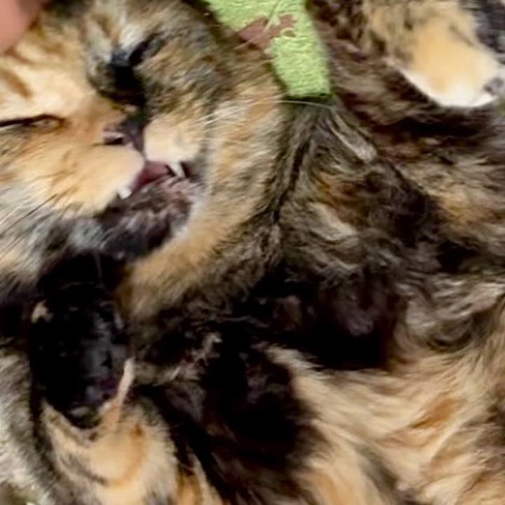 093c97de 6ff6 4950 9c04 56c240e40124 1751749480500