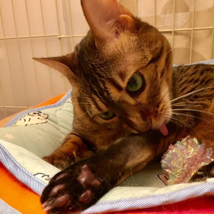 093f3fdc b65f 4156 96c5 ec432efa5755 1530496113236