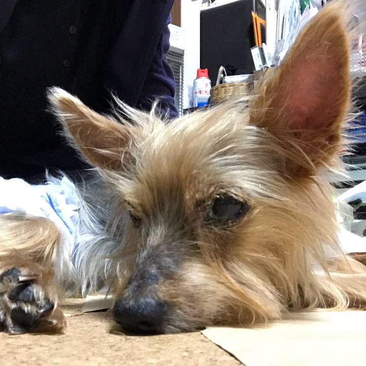 093f5a01 ab08 4f91 80bd 4e53cf644adf 1511258384987